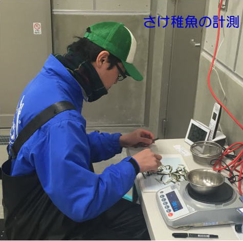 �����t���v��